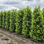 Prunus I. 'Rotundifolia' 225 cm draadkluit extra