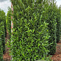 Prunus l. Sofia 200-225 cm draadkluit extra