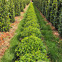 Prunus lusitanica 'Angustifolia' 80 cm draadkluit bol
