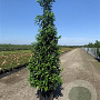 Prunus lusitanica 'Angustifolia' 175-200 cm 20L