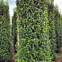Prunus lusitanica 'Angustifolia' 275-300 cm draadkluit