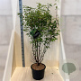 Prunus serrula 125-150 cm 20L meerstammig