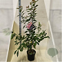 Prunus ser. 'Kanzan' 100-125 cm 10L meerstammig