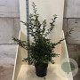 Prunus 'The Bride' 125-150 cm 20L meerstammig