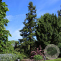 Sequoia sempervirens 100-125 cm 5,0L