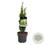 Taxus b. 'David' 140-160 cm met kluit extra