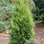 Thuja occidentalis 'King of Brabant' 225-250 cm met kluit extra