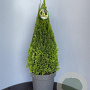 Thuja occ. Golden Smaragd 140-160 cm met kluit extra