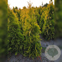 Thuja occ. 'Salland' 180-200 cm met kluit extra