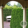 Thuja occ. 'Smaragd' 100-125 cm 7,5L