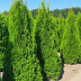 Thuja occ. 'Smaragd' 225-250 cm draadkluit extra