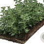 nepeta faassenii covergreen Covergreen
