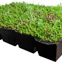 Covergreen® Sedum Buitenkwaliteit Covergreen