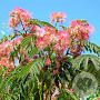 Albizia julibrissin 200-250 cm container solitair