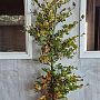 Fagus sylvatica 20-25 cm wortelgoed