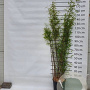 Fargesia nitida 'Black Pearl' 175-200 cm 15L