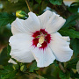 Hibiscus syr. 'Manuela' 200-250 cm container solitair
