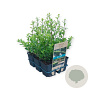 Ilex maximowicziana kanehirae 10-15 cm sixpack