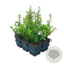 Ilex maximowicziana kanehirae 10-15 cm P9