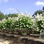 Lagerstroemia 'Natchez' 10-12 HO container