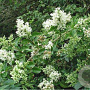Ligustrum ovalifolium 200-250 cm container solitair