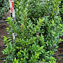 Ligustrum oval. 'Green Diamond' 100-120 cm met kluit