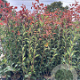 Photinia fraseri 'Red Robin' 125-150 cm container