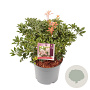 Pieris japonica 'Bonfire' 25-30 cm 3,0L