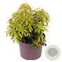 Pieris jap. 'Valley Rose' 25-30 cm 5,0L