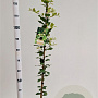 Quercus ilex 170-200 cm 3,0L