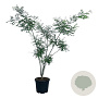 Styphnolobium japonicum 170-200 cm cont. 55L extra