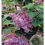 Syringa v. 'Belle de Nancy' 200-250 cm container solitair