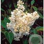 Syringa v. 'Mme Lemoine' 200-250 cm container solitair