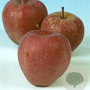 Malus d. 'Red Delicious' 10-12 HA container