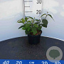 Callicarpa bodinieri 'Profusion' 125-150 cm container solitair