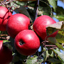 Malus domestica 'Red Love' 10-12 HO container