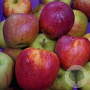 Malus domestica 'Rode Boskoop S Hubsh' halfstam 7,5L