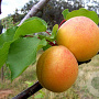 Prunus ar. 'Tros Oranje' 10-12 HA container