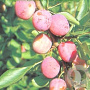 Prunus d. 'Opal' 10-12 HA container
