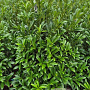 Prunus l. Sofia 60-80 cm met kluit