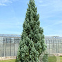 Sequoiadendron g. 'Glaucum' 50-60 cm 6L