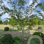 Gleditsia triacanthos inermis 300-350 cm draadkluit meerstammig