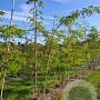 Gleditsia triacanthos inermis 300-350 cm draadkluit meerstammig