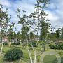 Juglans regia 450-500 cm draadkluit meerstammig
