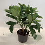 Edgeworthia chrysantha 40-60 cm 4,0L