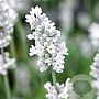 Lavandula ang. 'Vienco Early White' 15 cm P9