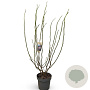 Magnolia 'Heaven Scent' 125-150 cm 12L