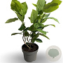 Magnolia sieboldii 40-50 cm 4,0L