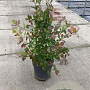 Nyssa sylvatica 80-100 cm 12L