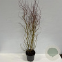 Salix 'Erythroflexuosa' 100-150 cm 12L